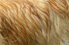 Wet Dog Fur