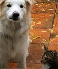 Wet Puppy Cat