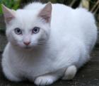 White Kitten Cat