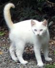White Kitten Stones