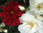 White Rose Dahlia