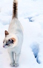White Snow Cat2