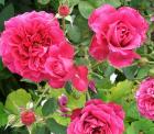 William Shakespeare Rose