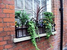 Window Box Cordyline