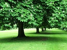 Windsor Trees
