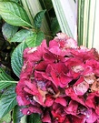 Winter Flax Hydrangea