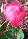 Winter John Clare Rose