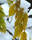 Wisteria Snow Leaves