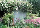 Woodshed Aquilegias Sticks