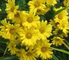 Yellow Autumn Mums