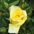 Yellow Buttercup Rose