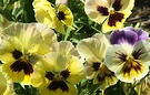 Yellow Faces Pansy