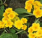 Yellow Flower Polyanthus