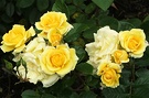 Yellow Patio Rose