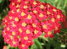 Achillea Flower Red