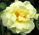 Agnes Rugosa Rose Flower