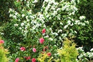Apple Camellia Blossom