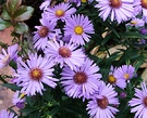 Aster Blue Flowers