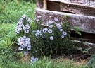 Aster Flowers Garden Fence Post