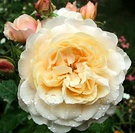 Austin English Rose