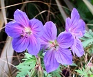 Australian Geranium