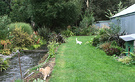 Autumn Lawn Cats