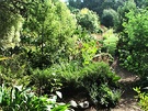 Back Lawn Trees