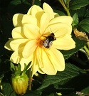 Bee Yellow Dahlia