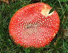 Big Red Fungus