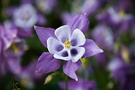 Blue Flower Aquilegia
