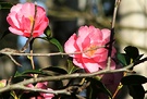 Branch Pink Camellia
