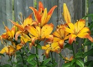 Bright Lilies