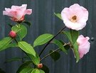 Camellia Garage Wall