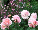 Campion English Roses