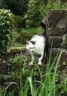 Castle Cat 2