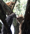 Cat Kitten Tree