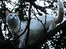 Cat Tree White