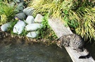 Cat Water Plank