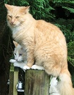 Cats Fence Post