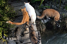 Cats Kittens Bridge