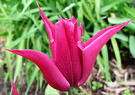 Cerise Tulip