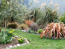 Daffodil Grass Plumes