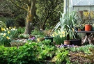 Daffodils Glasshouse Astelia