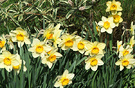 Daffodils Hebe