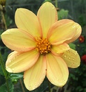 Dahlia Petals