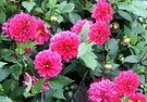 Dahlia Pink Flower