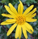 Daisy Paris Yellow
