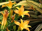 Daylily Flax Orange