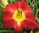 Daylily Yellow Red