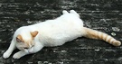 Deck White Cat